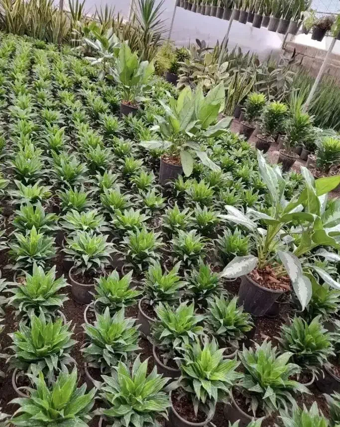 انواع  گل و گیاه آپارتمانی|گل و گیاه طبیعی|دوگنبدان, |دیوار