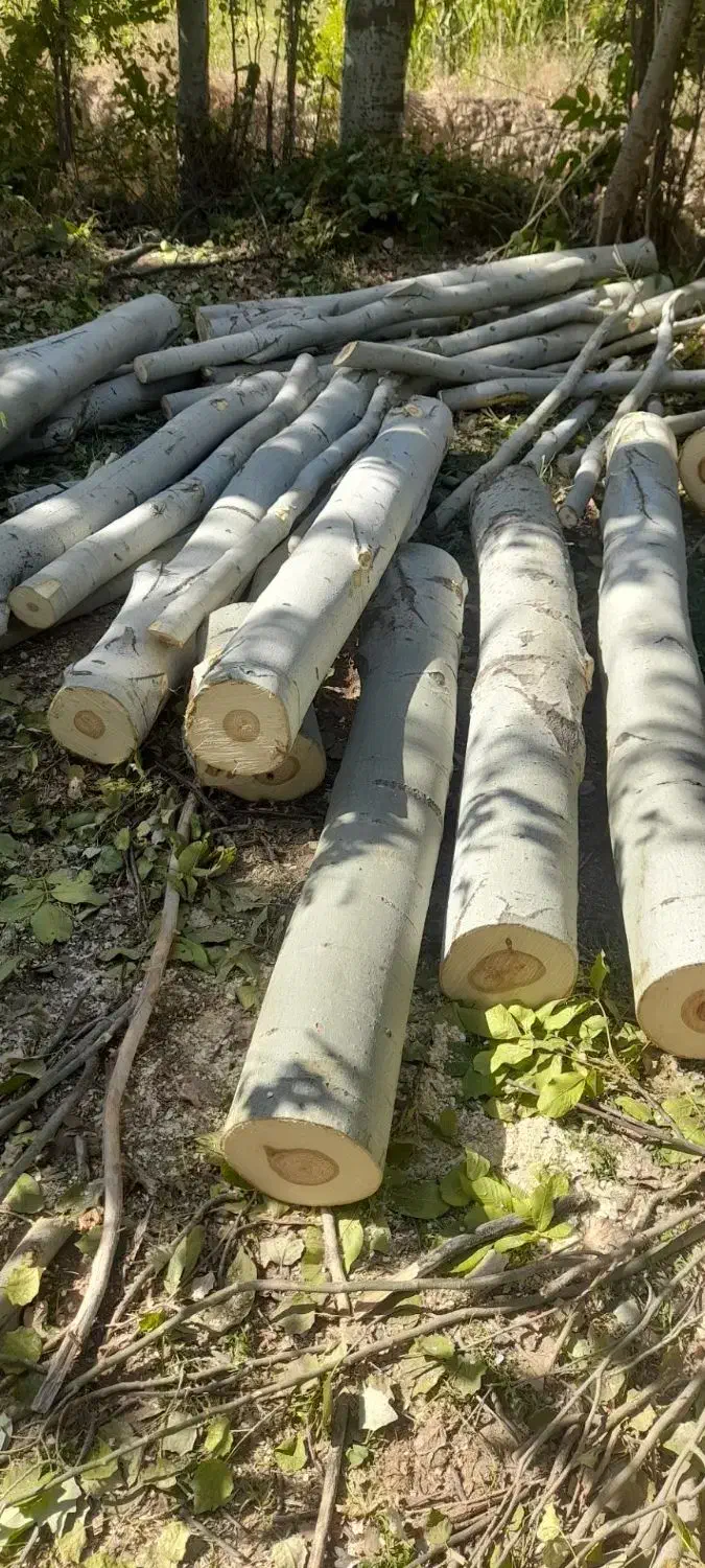 خریدچوب باغات|خدمات باغبانی و درختکاری|گلبهار, شهر جدید گلبهار|دیوار