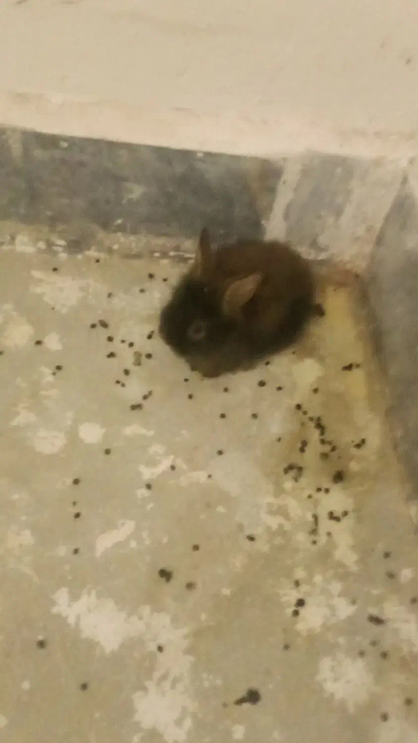 خرگوش لوپ خوشگل و ناز|موش و خرگوش|بیرجند, |دیوار