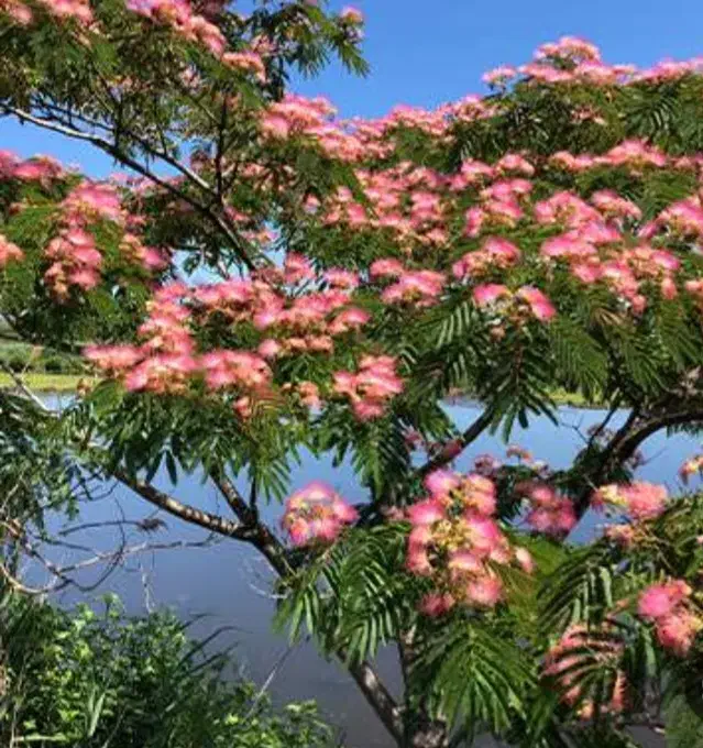 درخت ابریشم ، نهال ابریشم ،گلخانه نهالستان در مشهد|گل و گیاه طبیعی|مشهد, خواجه ربیع|دیوار