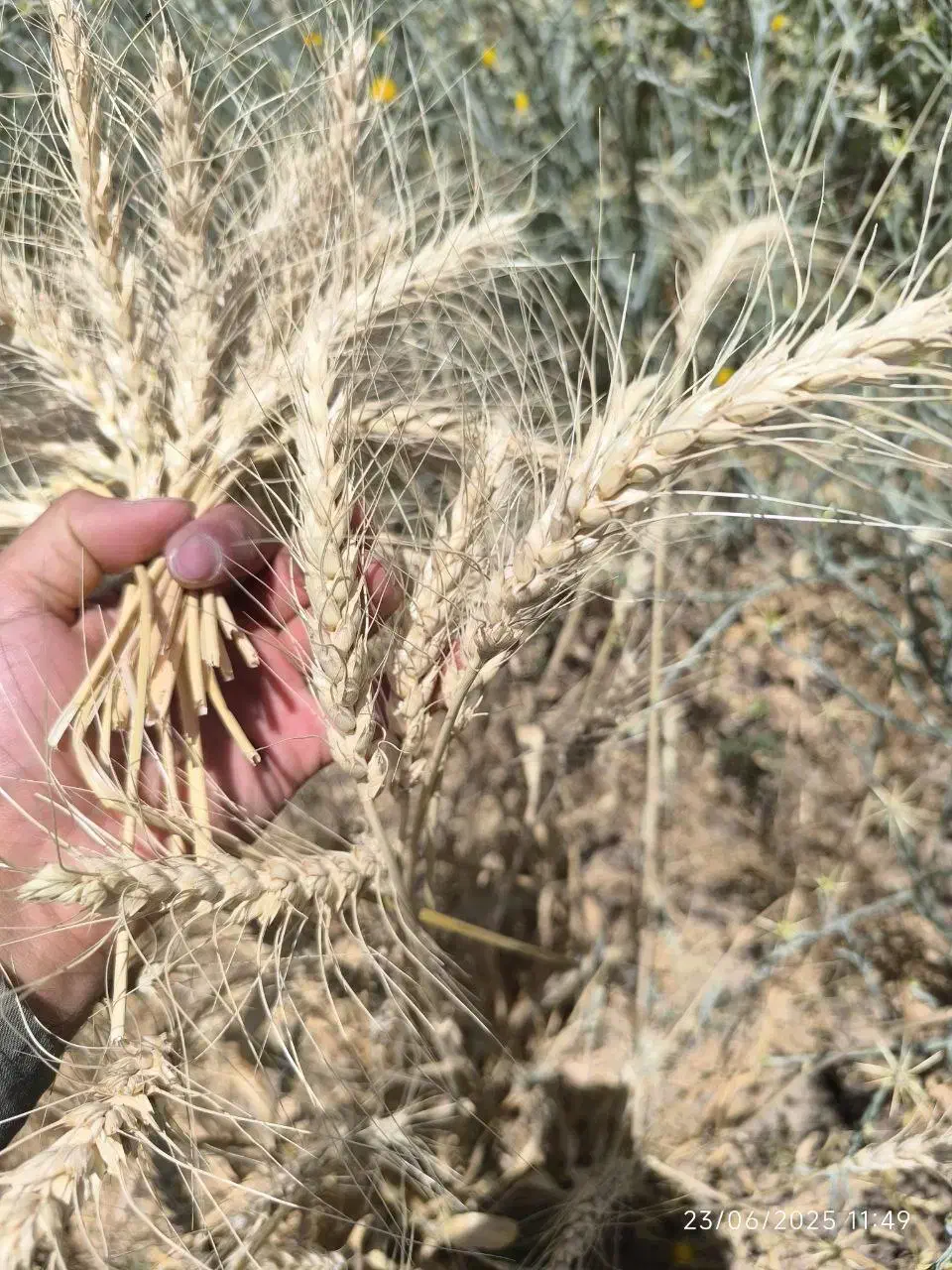 بذرر نخود گوکسو و گندم مادری|خدمات باغبانی و درختکاری|روانسر, |دیوار