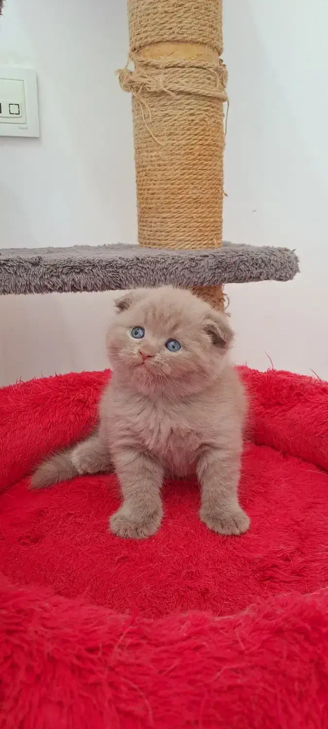 گربه های زیبا و شجره دار و تربیت شده|گربه|شیراز, ابیوردی|دیوار