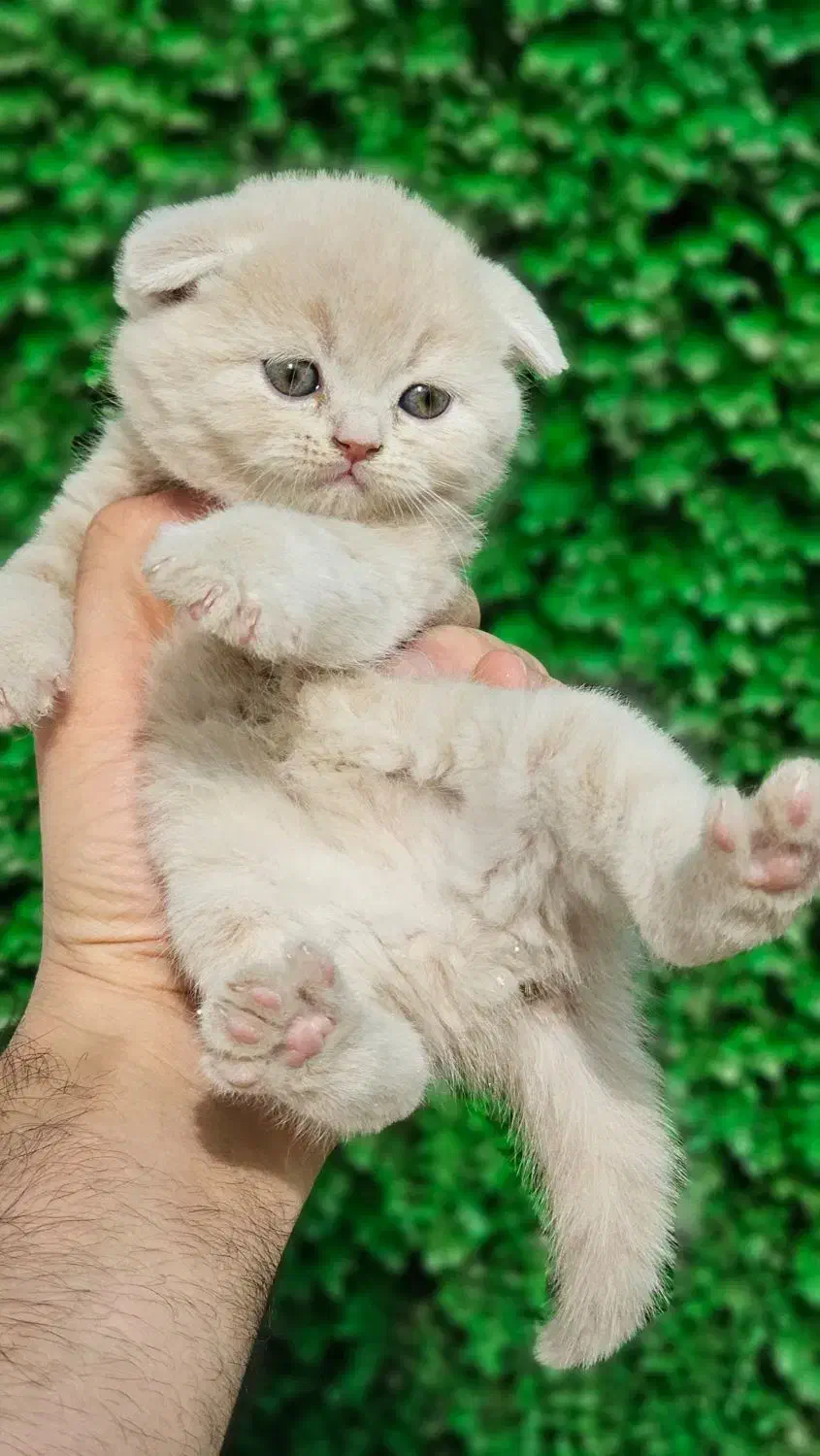 گربه اسکاتلندی چشم رنگی|گربه|قم, چهل درخت|دیوار