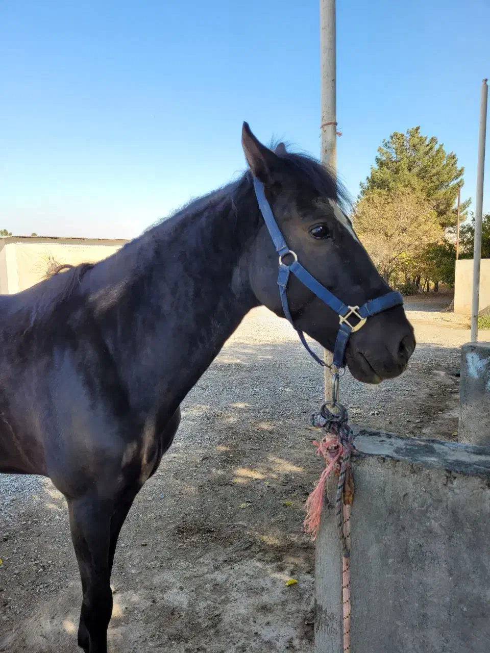 فروش اسب ایرانی|اسب و تجهیزات اسب‌سواری|مشهد, کوثر|دیوار