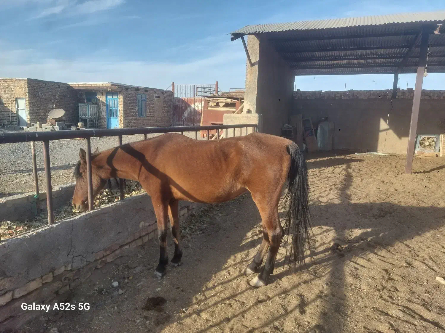 مادیون سر و دمگیر خوب|حیوانات مزرعه|کویرات, |دیوار