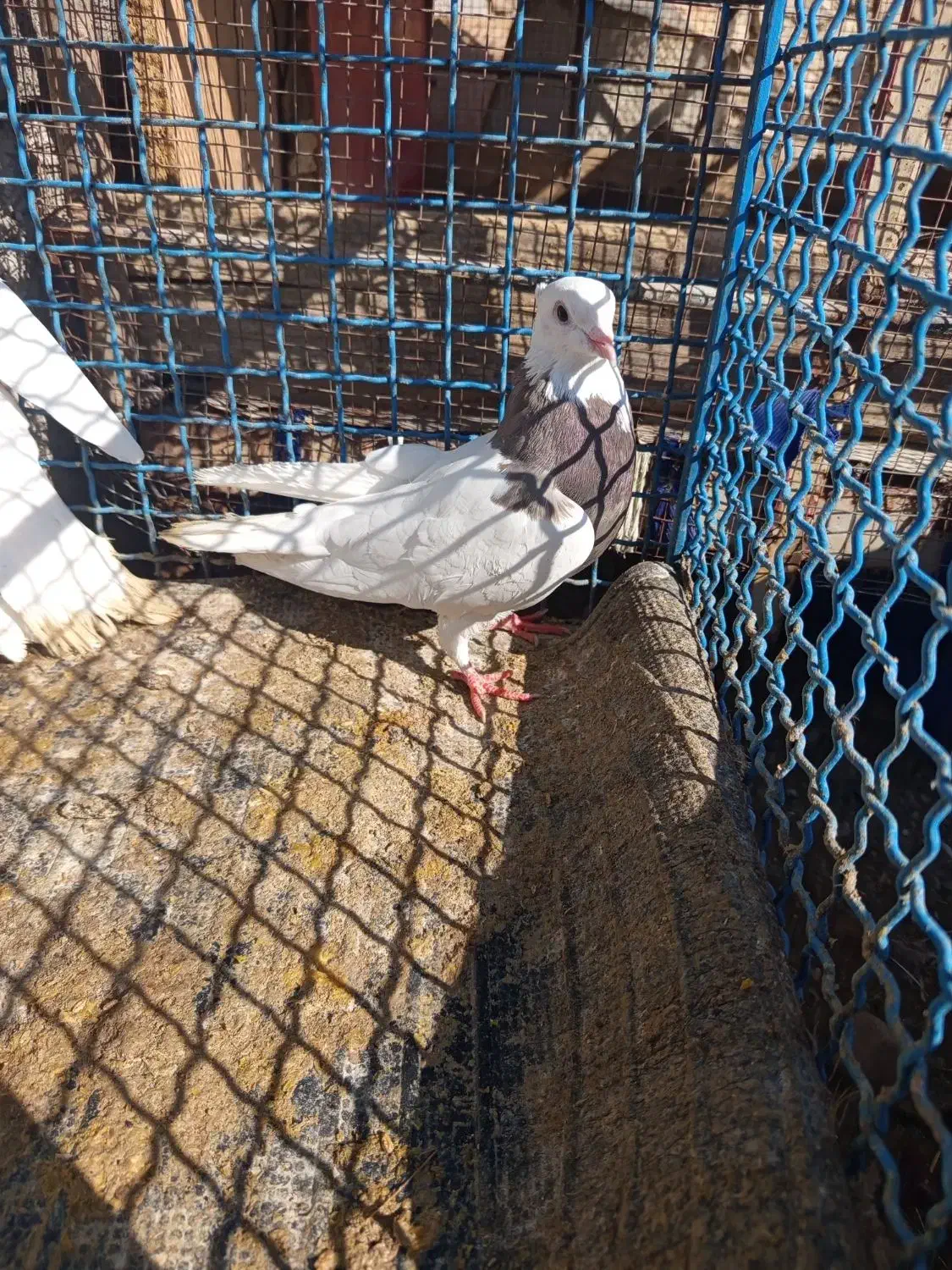 کفتر|پرنده|دهدشت, |دیوار