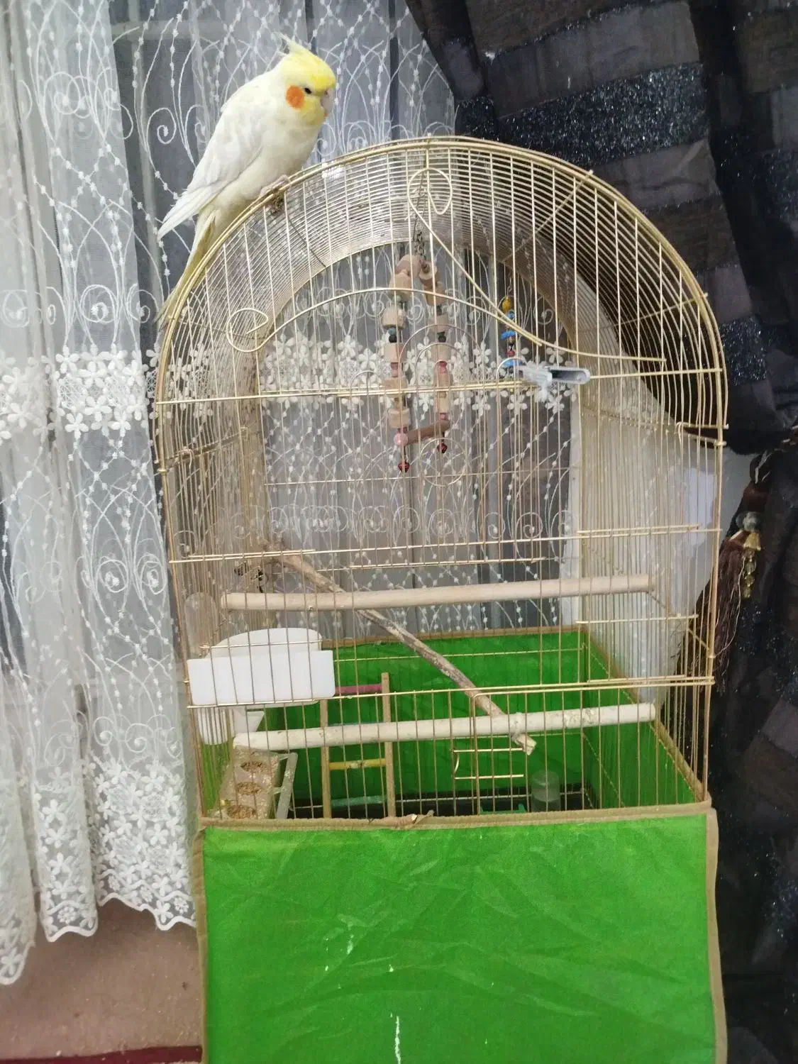 عروس هلندی ماده و سر حال|پرنده|زنجان, |دیوار