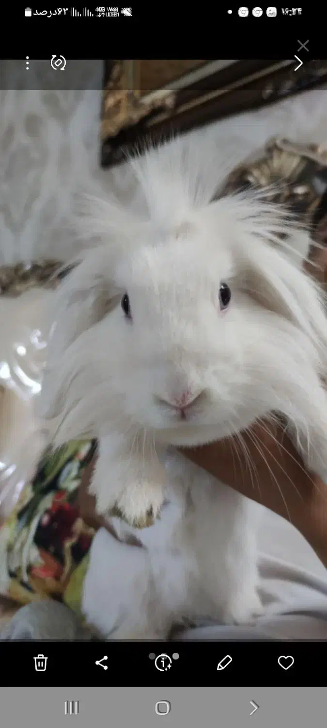 خرگوش لوپ چشم آبی و نر چشم قرمز|موش و خرگوش|فومن, |دیوار