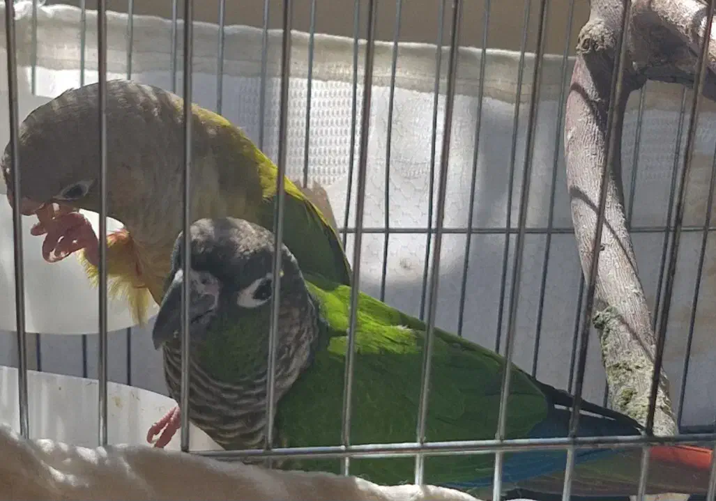 طوطی گرینیچ|پرنده|شیراز, شریف‌آباد|دیوار