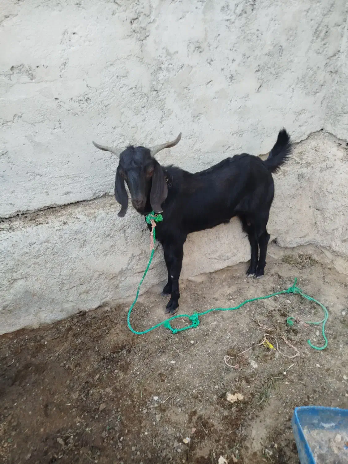 سه تا بز فروشی دوتا ماده یکی نر|حیوانات مزرعه|پارود, |دیوار