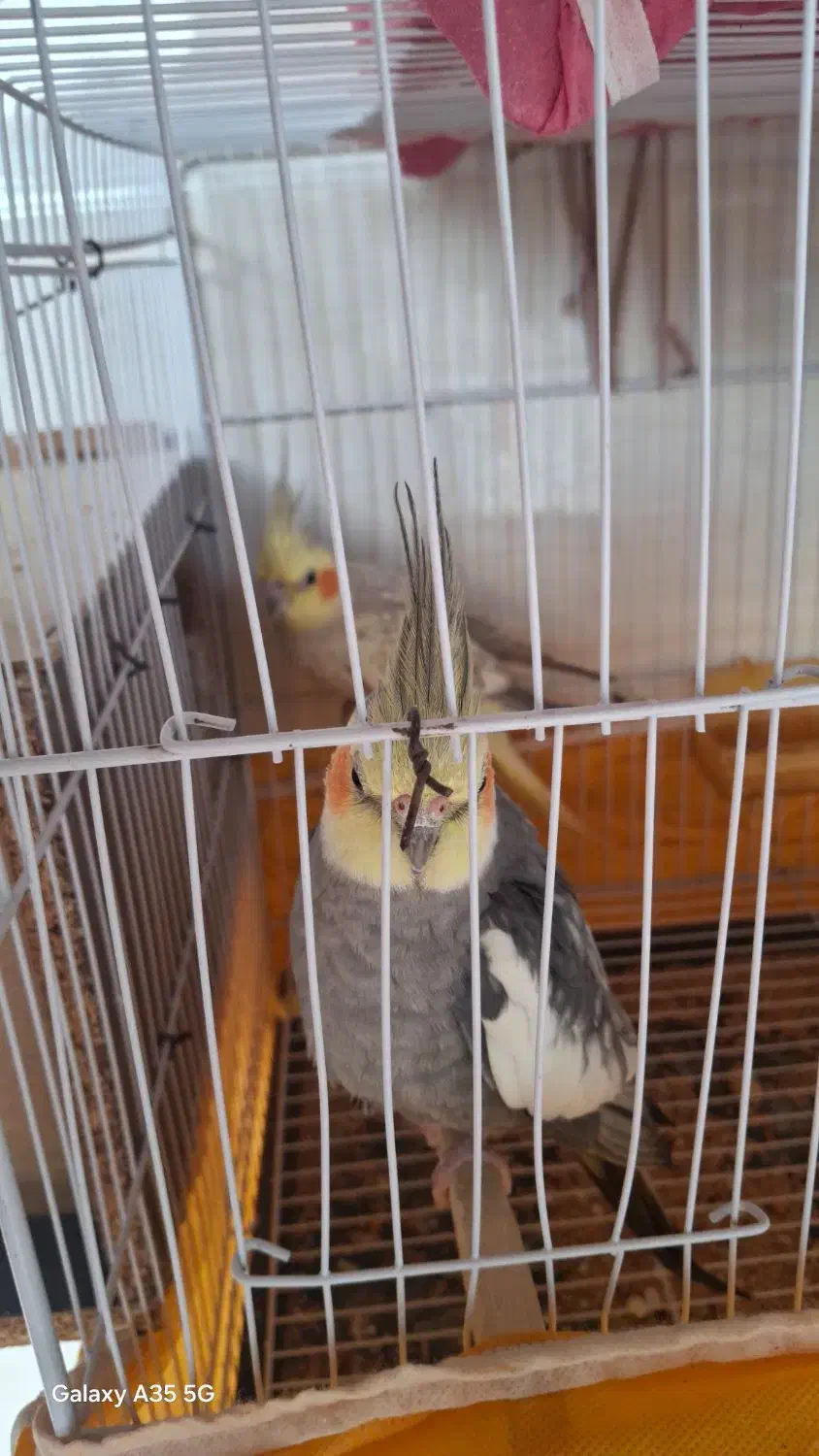 عروس هلندی|پرنده|فاضل آباد, |دیوار