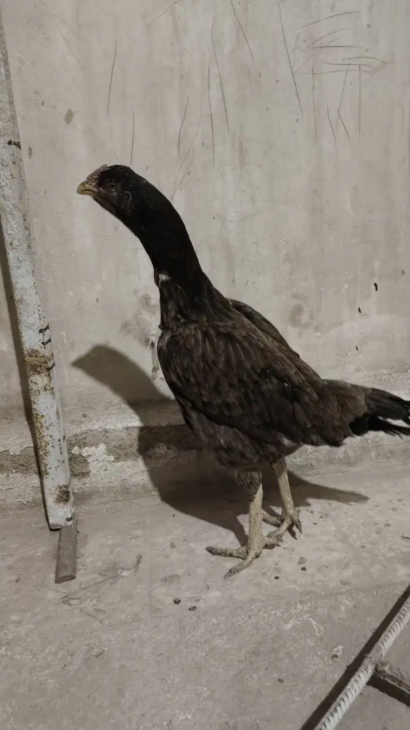 لاری افغان|حیوانات مزرعه|فلاورجان, |دیوار