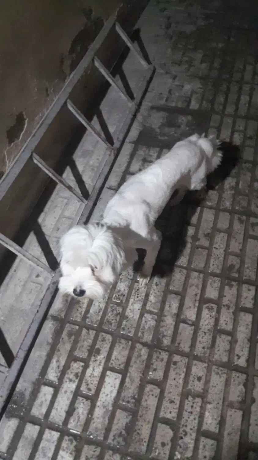 سگ خونگی گم شده|سگ|قدس, شهرقدس|دیوار