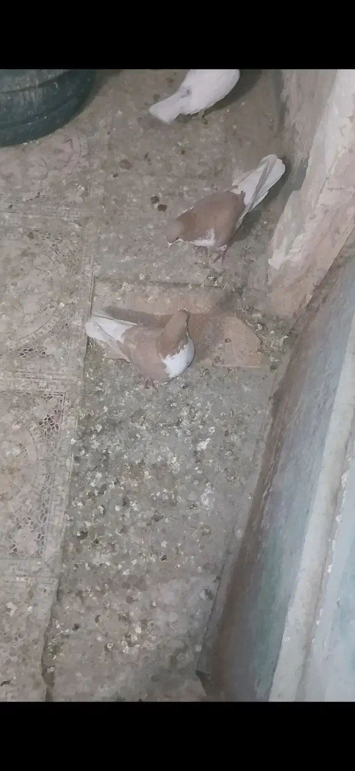 ساده زرد|پرنده|خوشاب, |دیوار