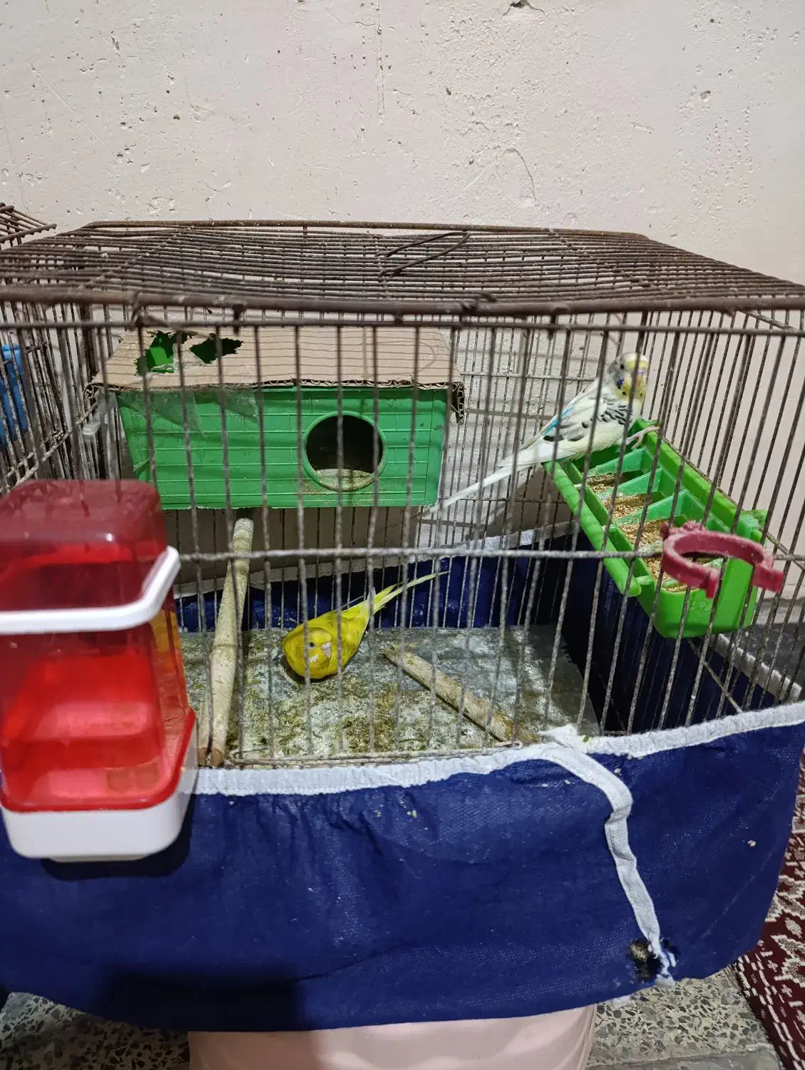 فروش جفت مرغ عشق|پرنده|بندر ماهشهر, |دیوار