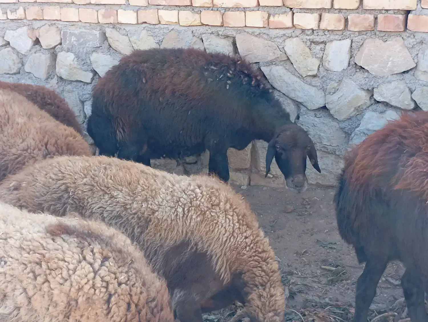 یک گوسفند افشار|حیوانات مزرعه|جوین, |دیوار