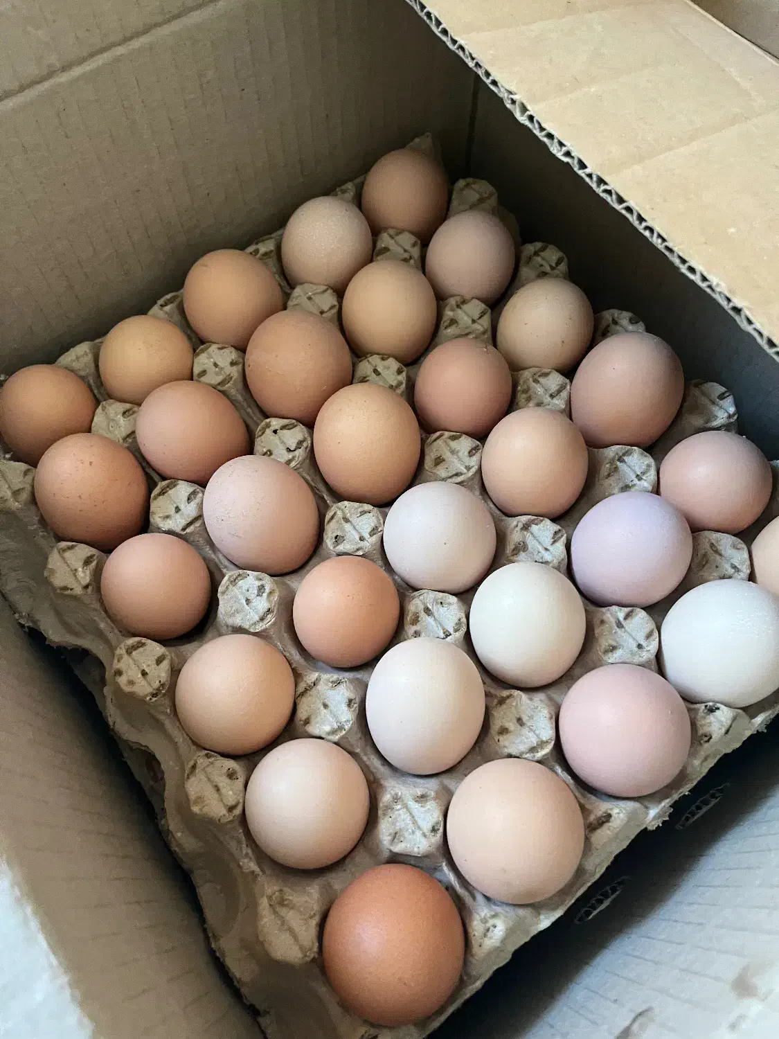 تخم مرغ محلی|خوردنی و آشامیدنی|اصفهان, آزادان|دیوار