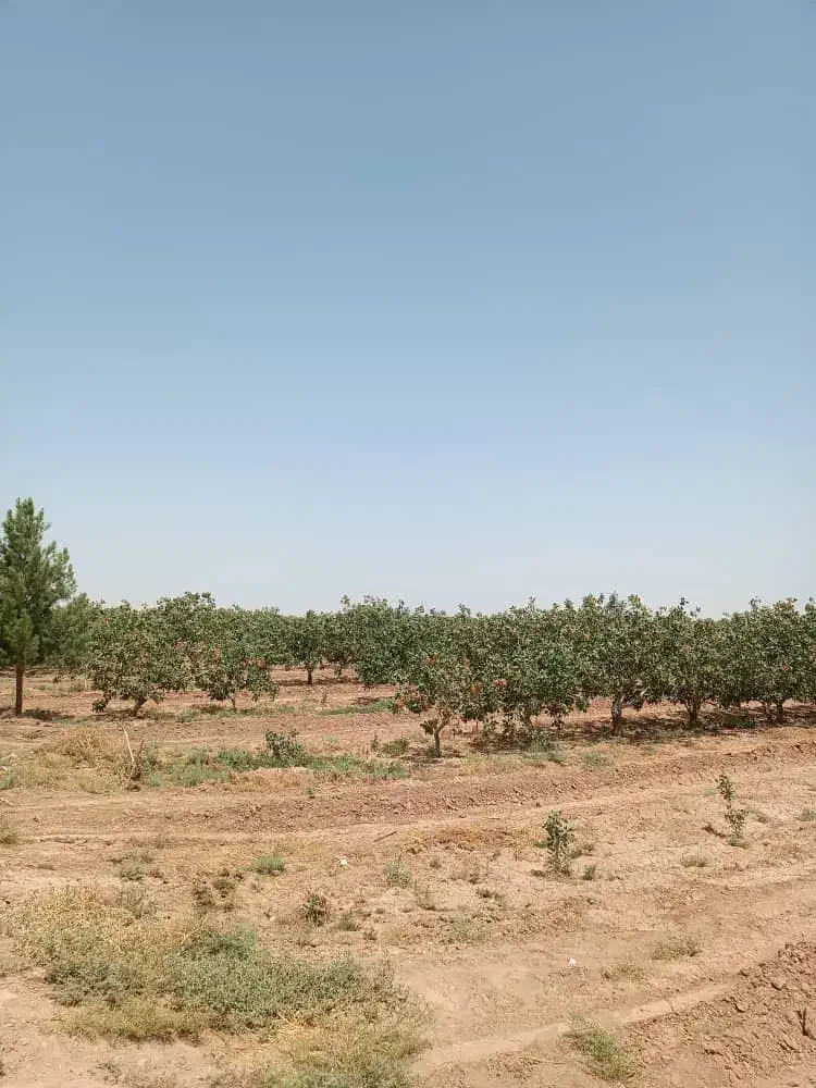 خرید و فروش زمین کشاورزی در استان قم وحومه|فروش دفتر صنعتی، کشاورزی، تجاری|قم, بکایی|دیوار