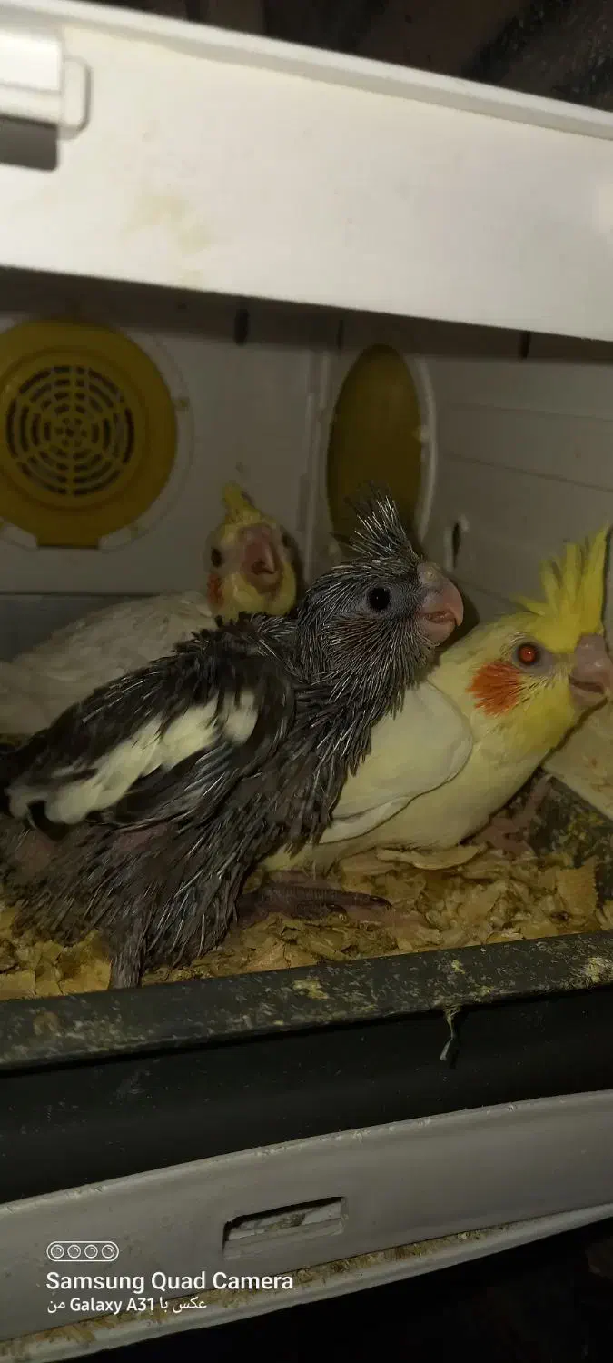 جوجه گرینچیک ۲۵ روزه و جوجه عروس هلندی ۲۰ روزه|پرنده|چمران, |دیوار