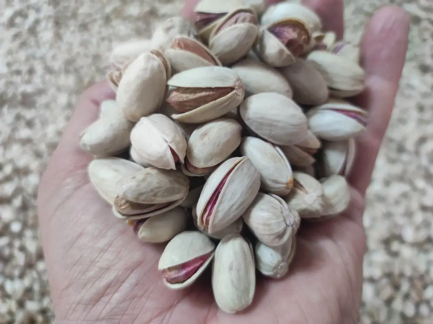 فروش پسته تازه خشک خندان|خوردنی و آشامیدنی|تهران, امیر بهادر|دیوار