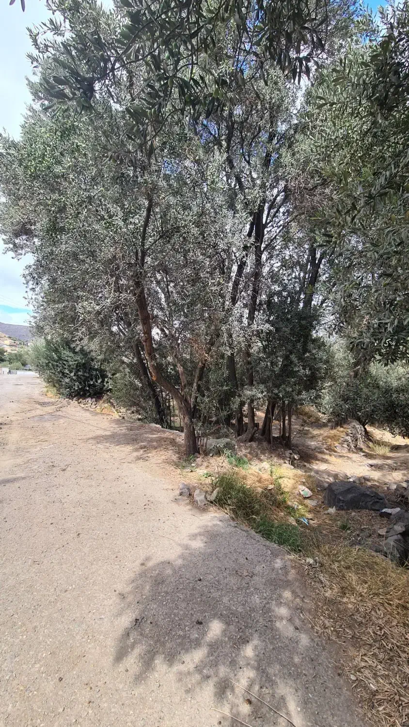 فروش زمین ۲۴۳ متری رودبار الیزه|فروش زمین و ملک کلنگی|رودبار, |دیوار