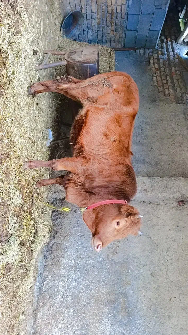 گاو گوشتی|حیوانات مزرعه|آق قلا, |دیوار