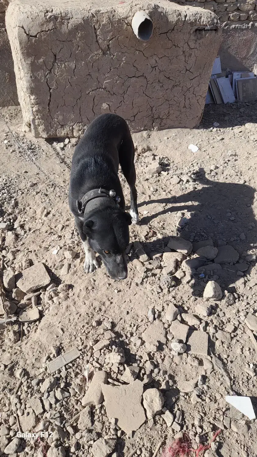 سگ باغ|سگ|قوچان, |دیوار