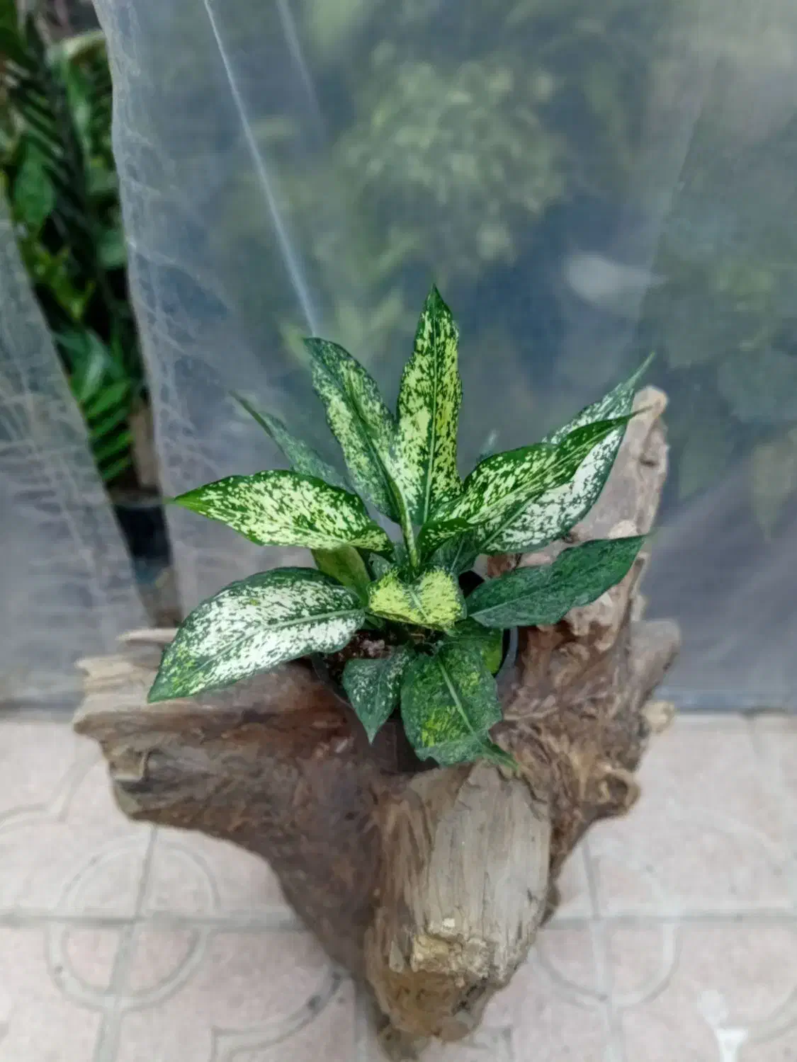 گل های اپارتمانی|گل و گیاه طبیعی|خوی, |دیوار