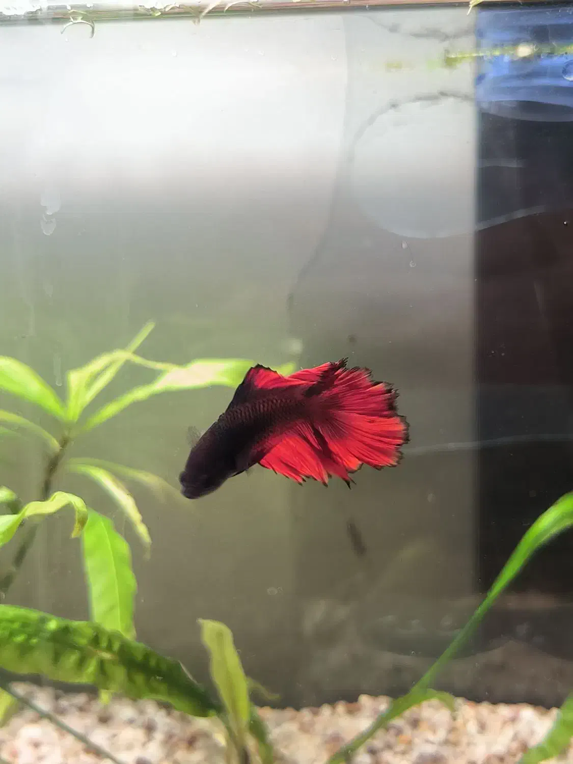 ماهی فایتر|ماهی|ماکو, |دیوار