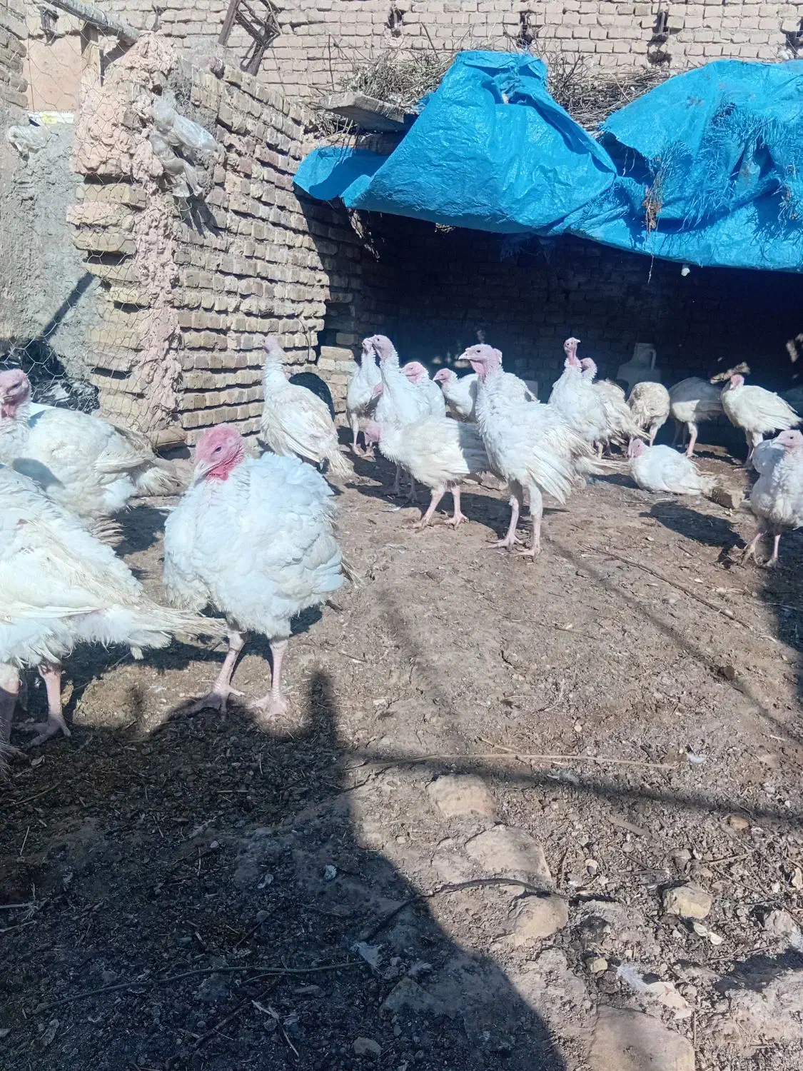 بوقلمون گوشتی|حیوانات مزرعه|سبزوار, کلاته سیفر|دیوار