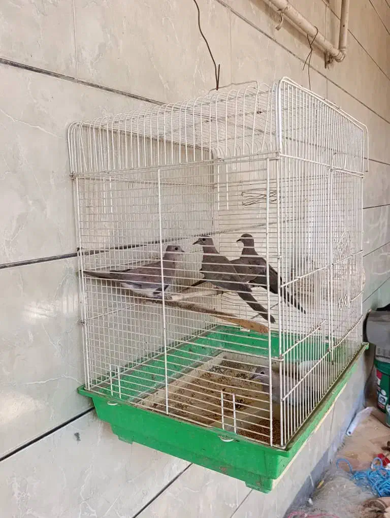 کبوتر|پرنده|بندر ماهشهر, |دیوار