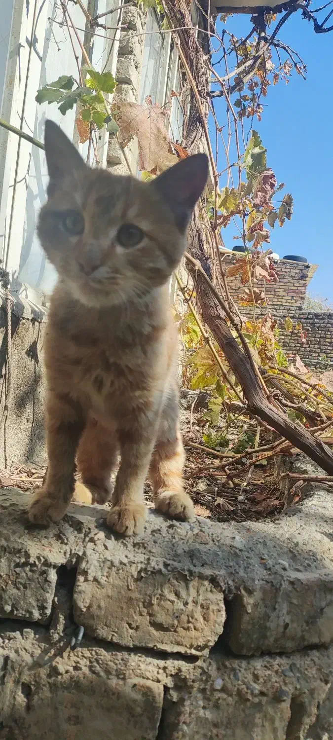 گوربه ببری|گربه|ارومیه, |دیوار