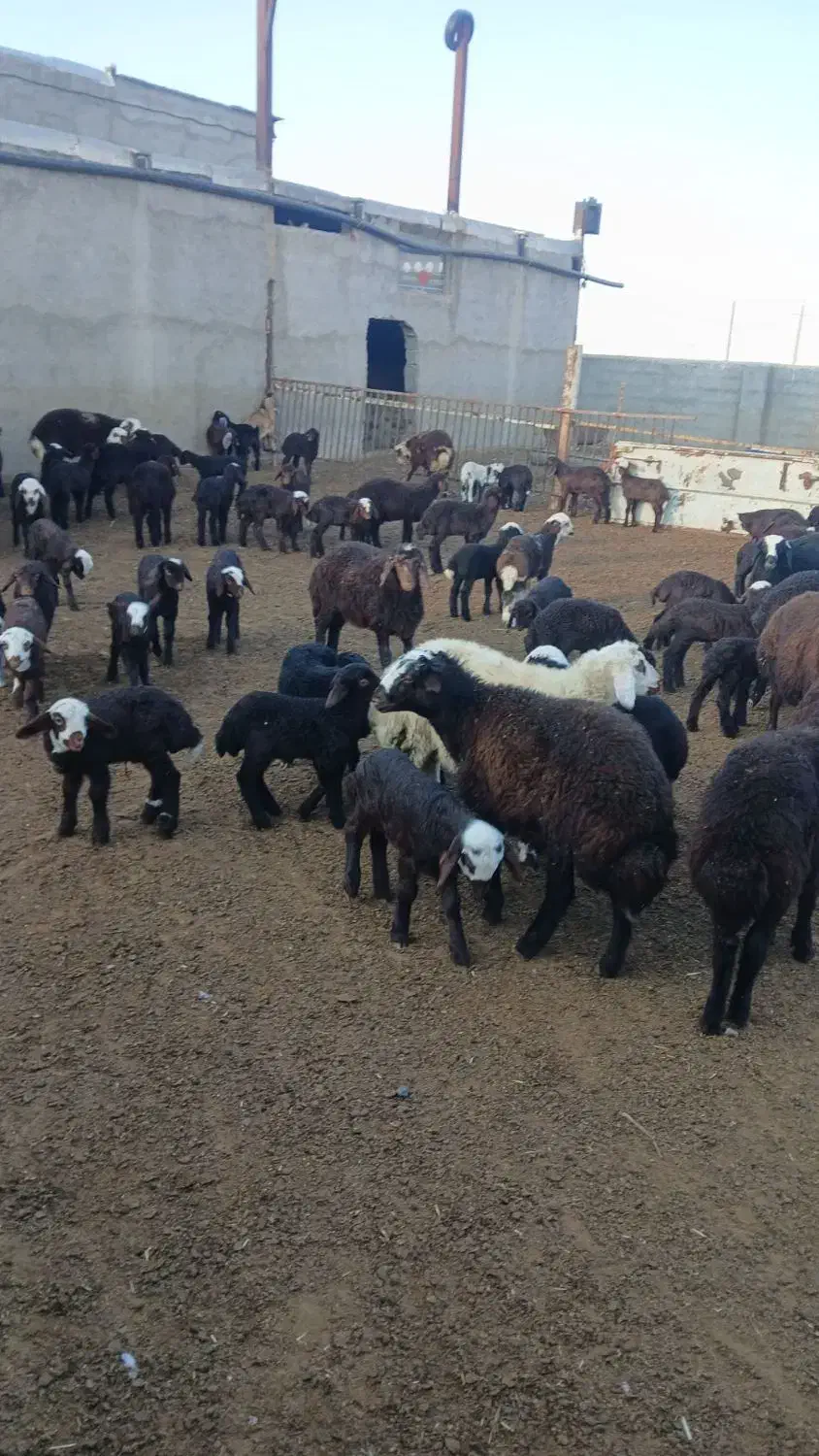 130راس گوسفند|حیوانات مزرعه|فرمهین, |دیوار