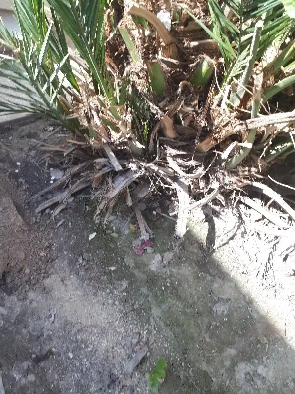 بچه نخل|گل و گیاه طبیعی|اهواز, شهرک دانشگاه|دیوار