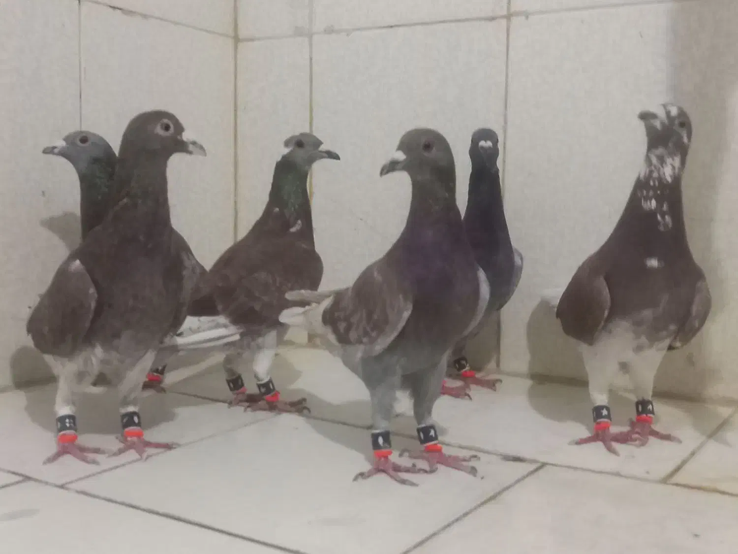 قورگی|پرنده|مشهد, شهید احمدی روشن|دیوار