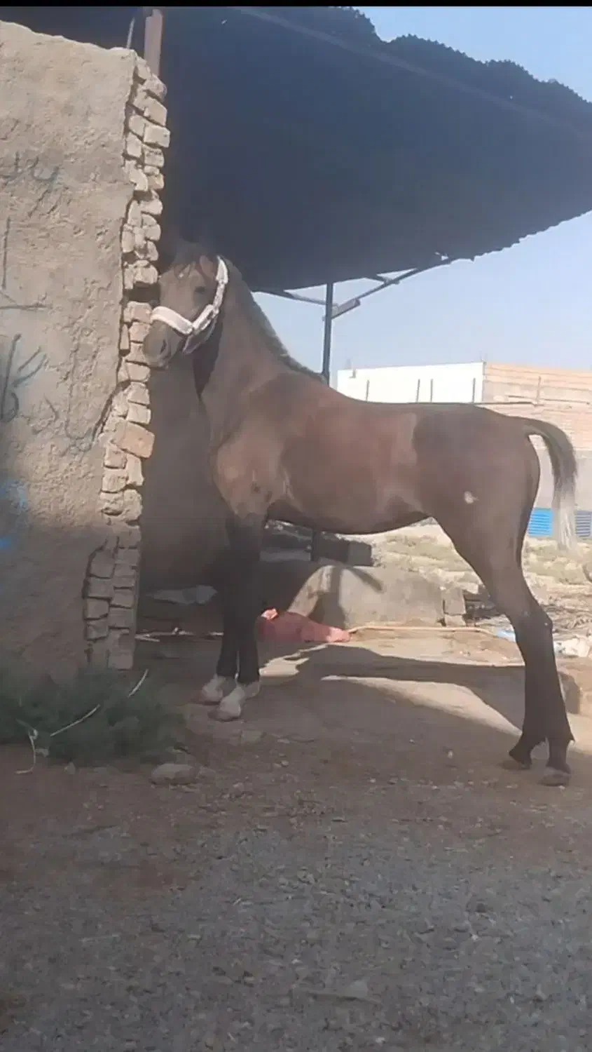 فروشی کره مادیون عرب ۱۸ماه|اسب و تجهیزات اسبسواری|شریفآباد, |دیوار