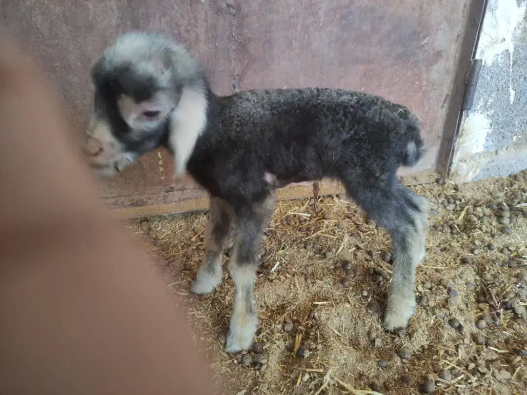 گارگر|استخدام سرایداری و نظافت|حبیب آباد, |دیوار