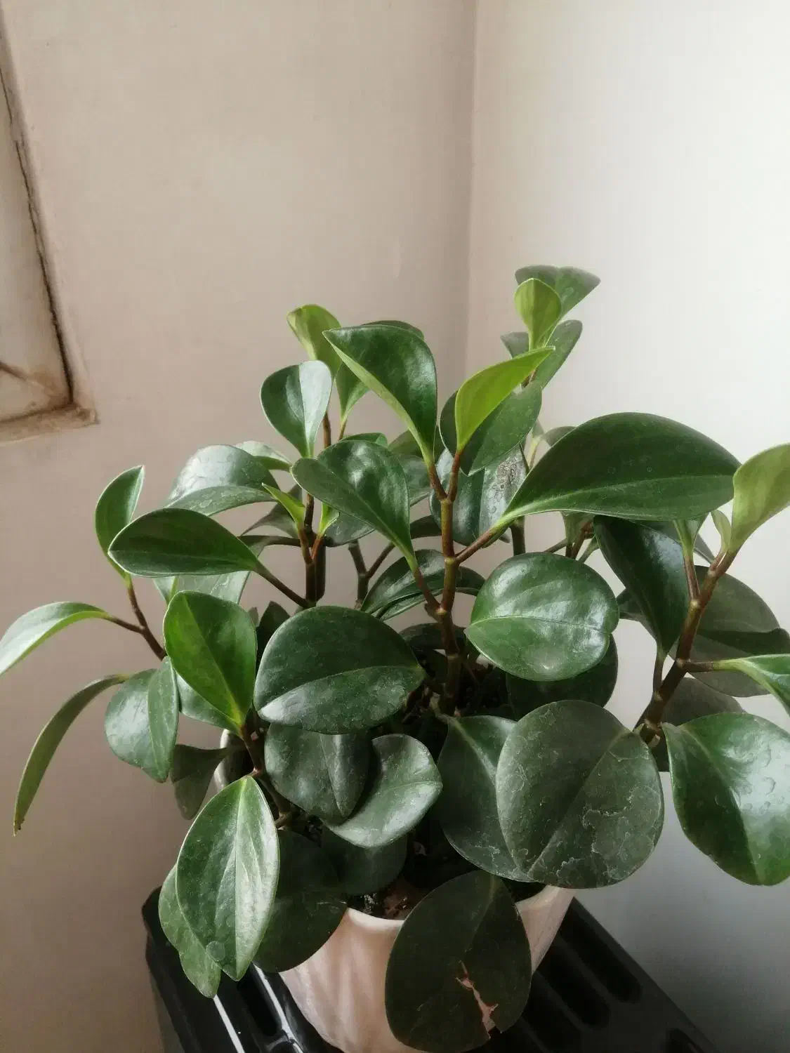 گل قاشقی|گل و گیاه طبیعی|اسلام‌شهر, شهرک واوان|دیوار