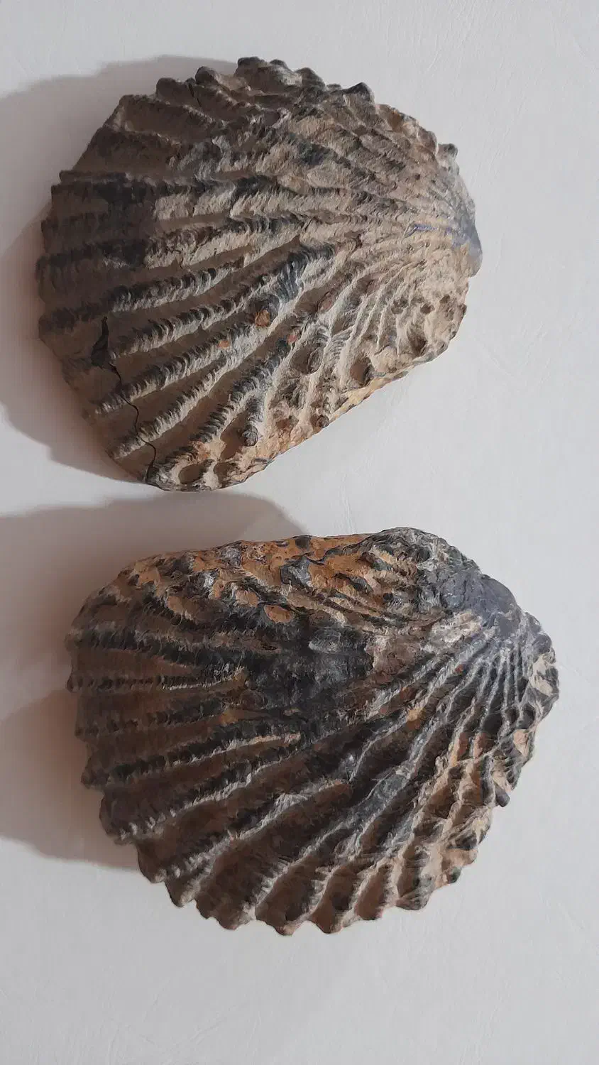 فسیل دوکفه ای|کلکسیون اشیاء عتیقه|چگنی, |دیوار