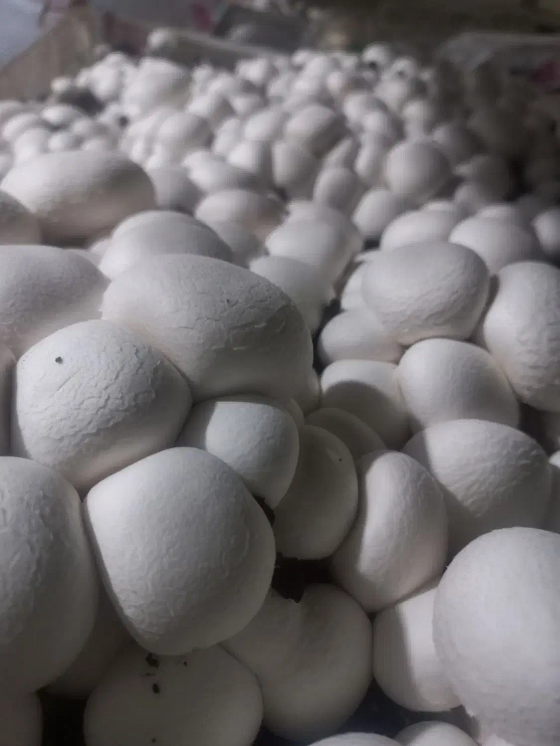 بذرقارچ دکمه ای|خدمات باغبانی و درختکاری|بندر ماهشهر, |دیوار