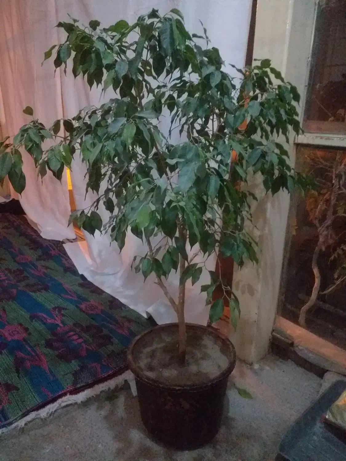 گل وگیاه|گل و گیاه طبیعی|مراغه, |دیوار