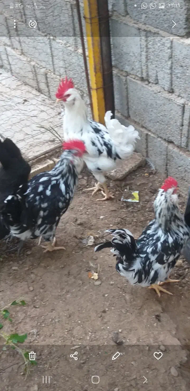 دوتا مرغ کرک و ۶تا خروس|حیوانات مزرعه|شبانکاره, |دیوار