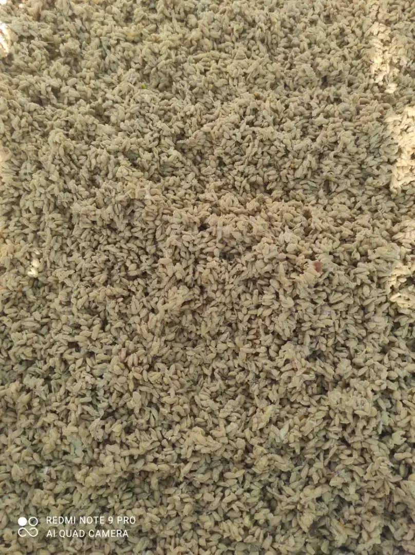 بذر نارنج نیمه خشک|گل و گیاه طبیعی|بابل, |دیوار