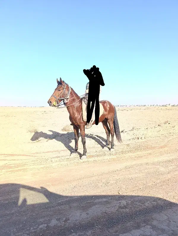 6به 7|اسب و تجهیزات اسب‌سواری|تربت جام, یحیی آباد|دیوار