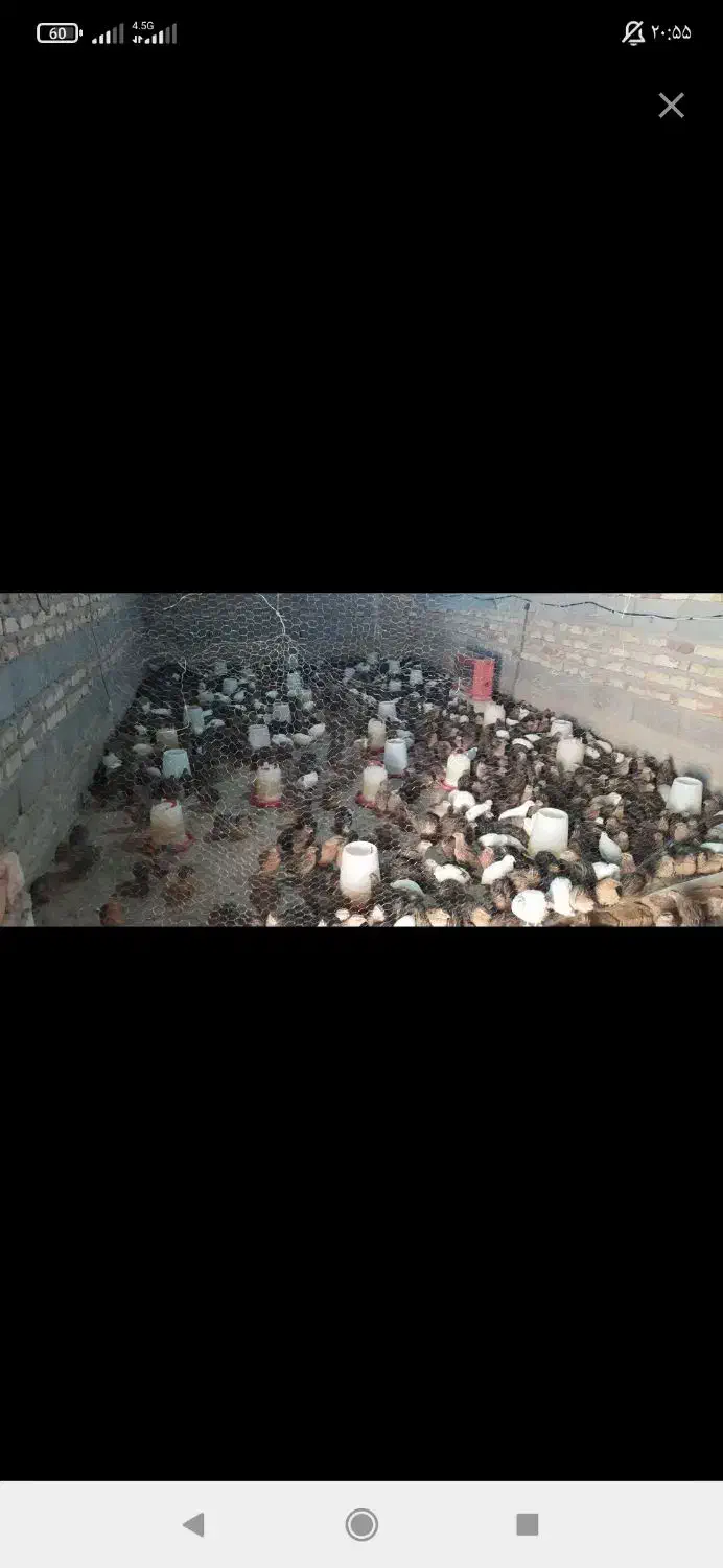 کارگر خانم یا آقا (متاهل)برای کارهای سالن بلدرچین|استخدام سرایداری و نظافت|نیمروز, |دیوار