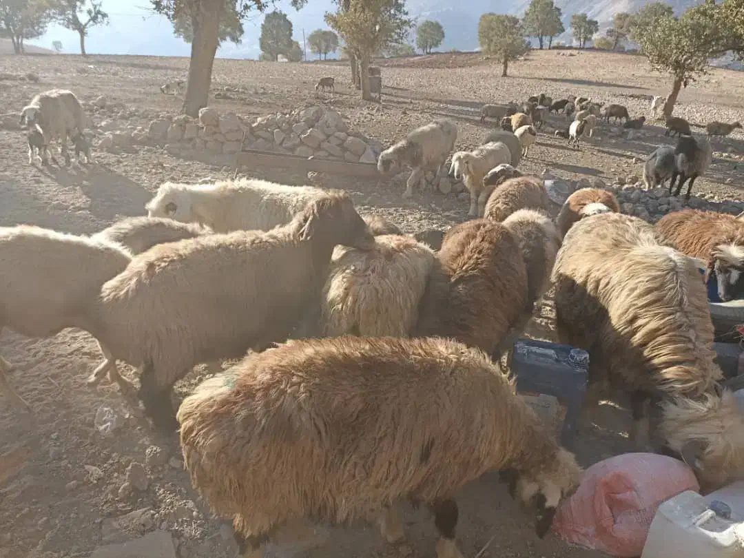 گوسفند.|حیوانات مزرعه|یاسوج, |دیوار