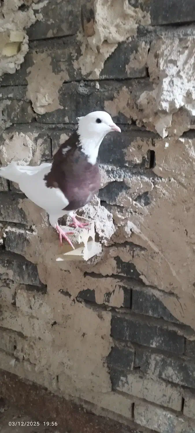 طوقی سرخ|پرنده|مشهد, نیزه|دیوار