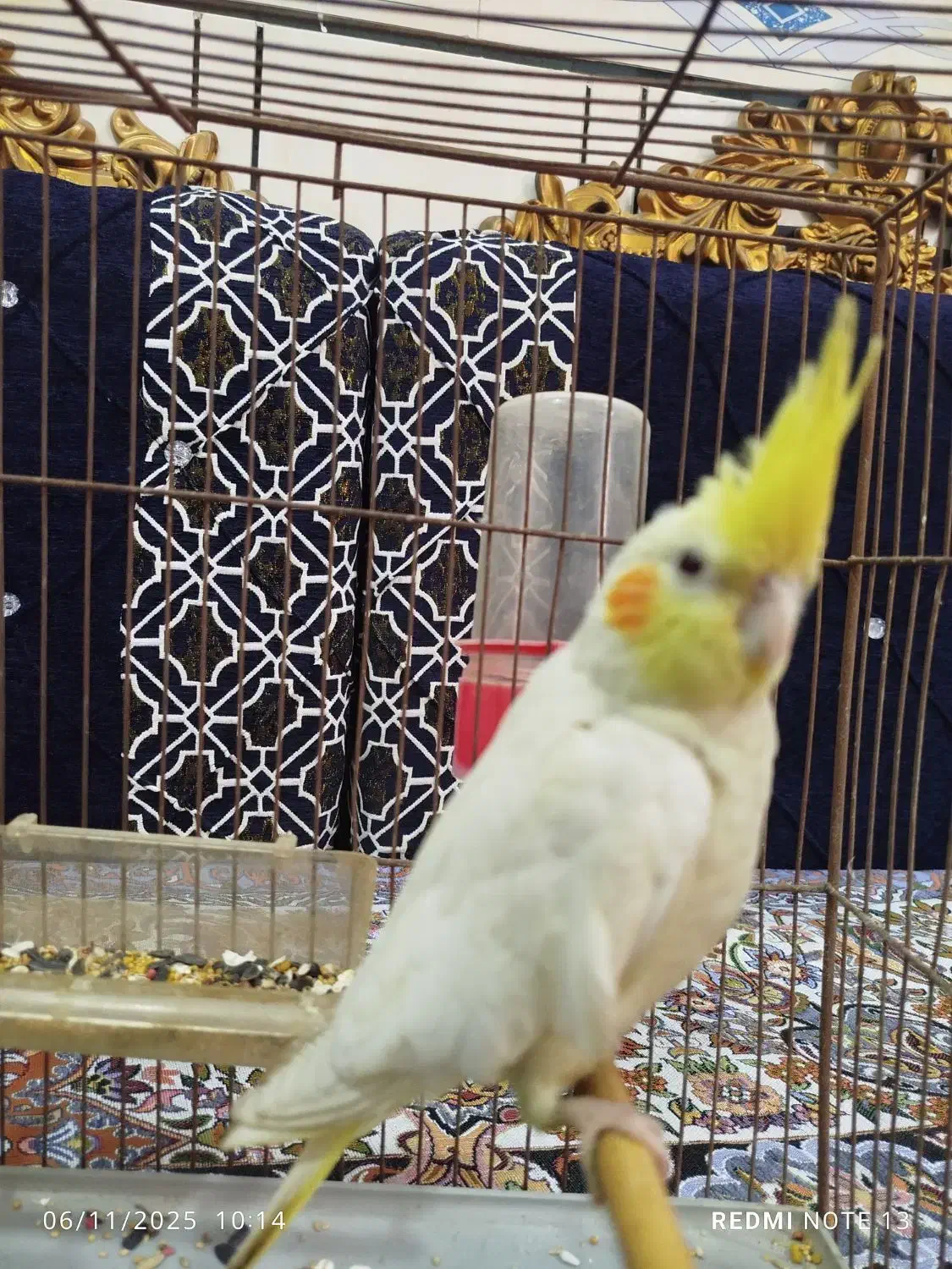 لاعروس پاریس|پرنده|کارون, |دیوار