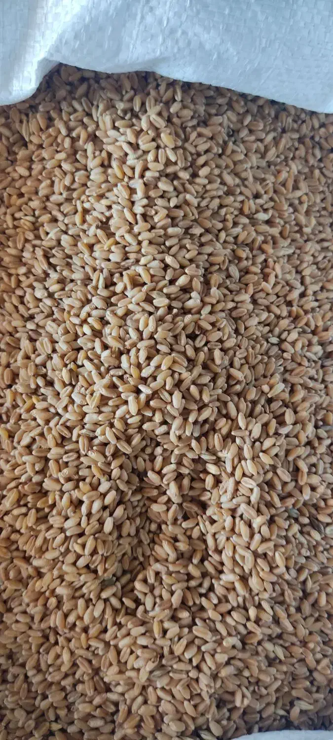 گندم بوجاری شده بزری|عمده‌فروشی|اهواز, زرگان|دیوار