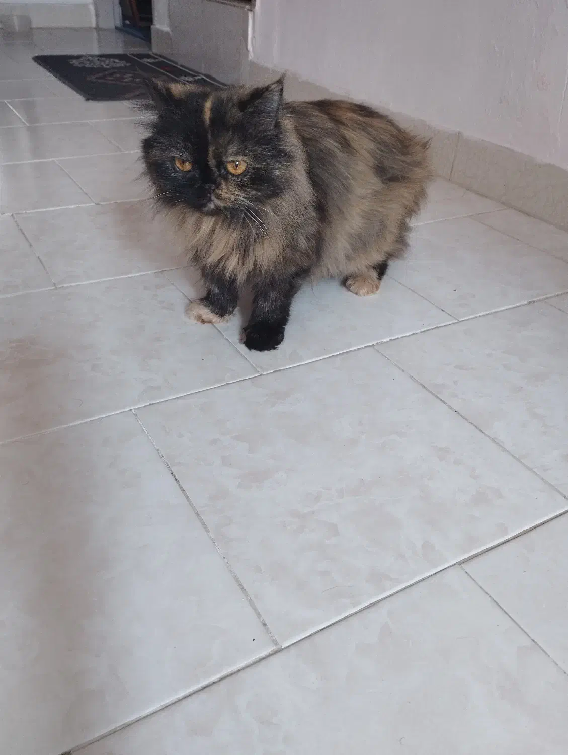 واکذاری گربه پرشین کت|گربه|ساری, |دیوار